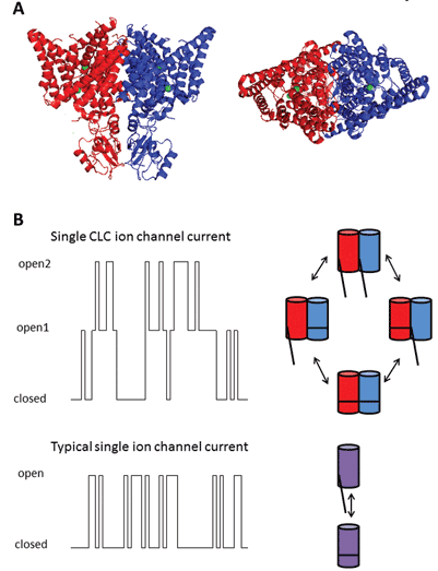 Chloride Ion Channels And Transporters - 