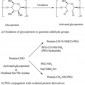 Protein PEGylation Process: An Overview Of Chemistry