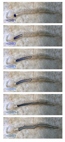fig 1 for web FIGURE 1 Nested HOX gene expression along the anterior to posterior axis. The expression domains of members of the HOXB group are illustrated, superimposed on the spinal cord of an early vertebrate. The combined expression of HOX genes in defined spatial positions is a key determinate of cell and tissue identity