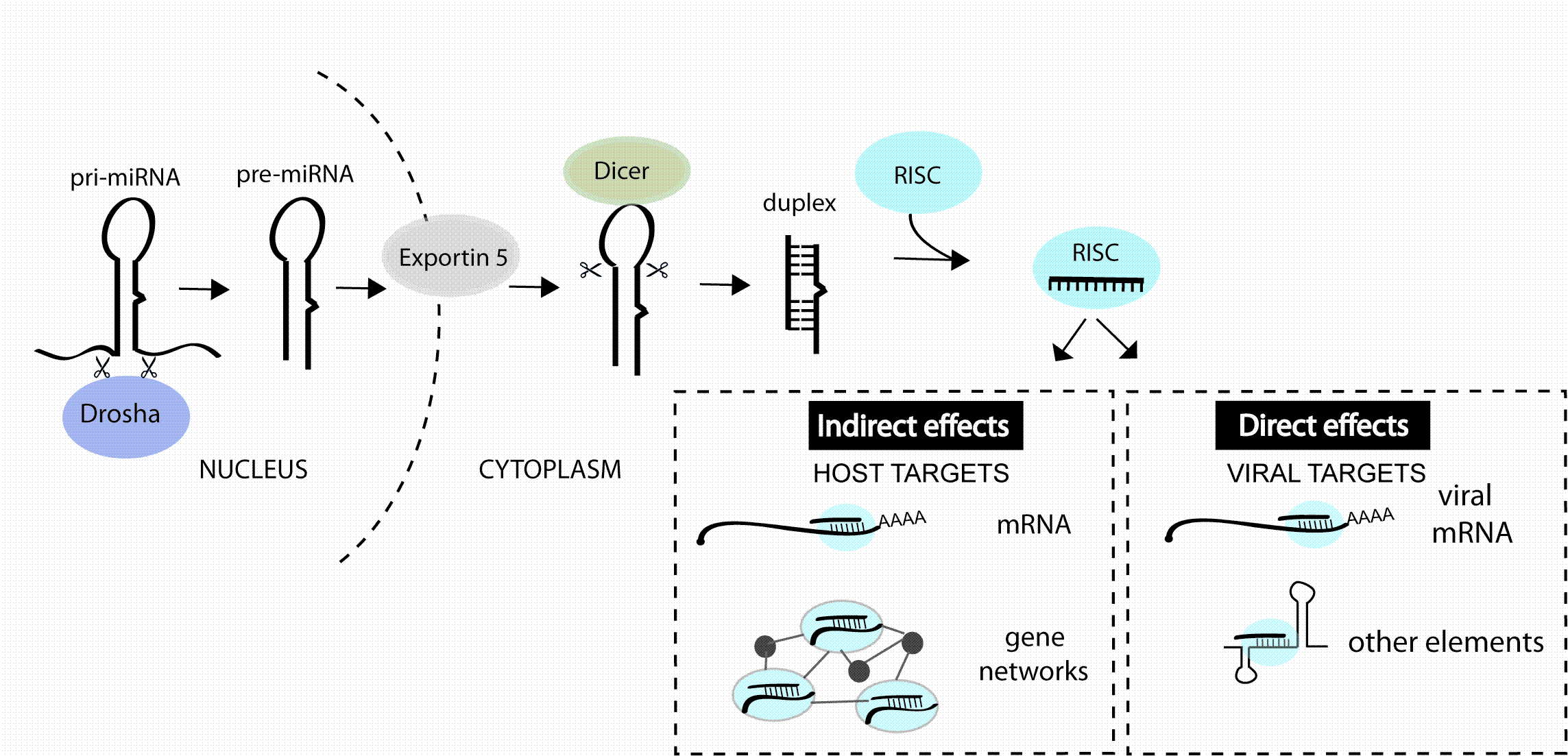 MicroRNA Manipulation As A Host-targeted Antiviral Therapeutic Strategy ...