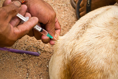 can rabies spread through dog nails