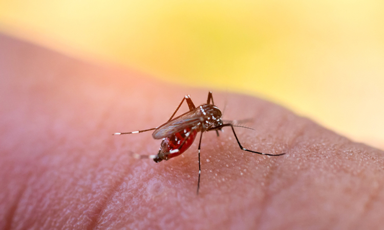 Dengue fever vaccine shown to have 80 percent efficacy
